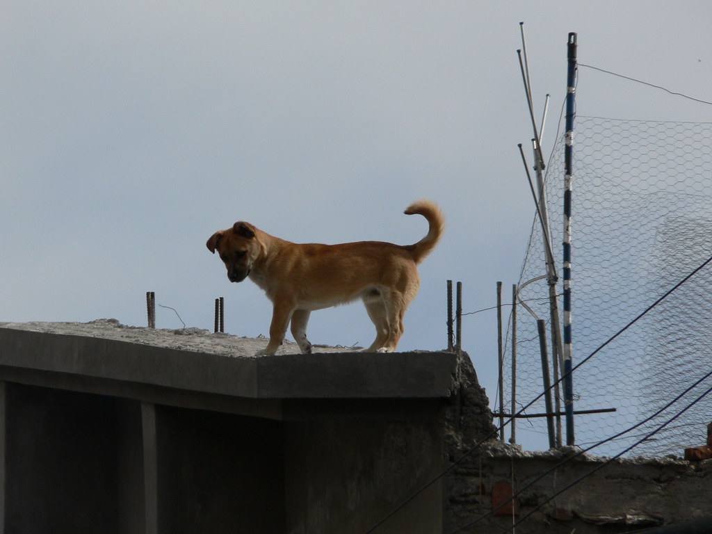 dog on roof a photo on Flickriver