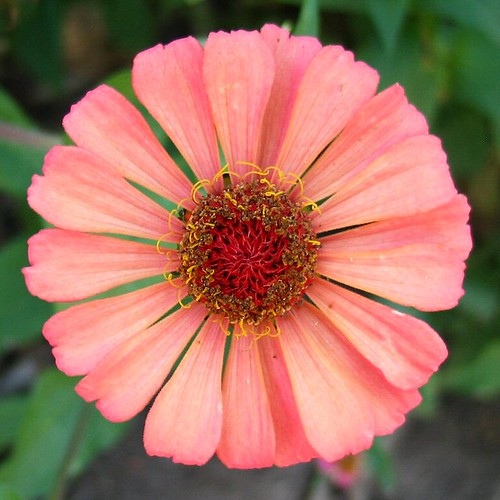 Apricot Zinnia 162_6291 03 I think the bees have cross pol… Flickr