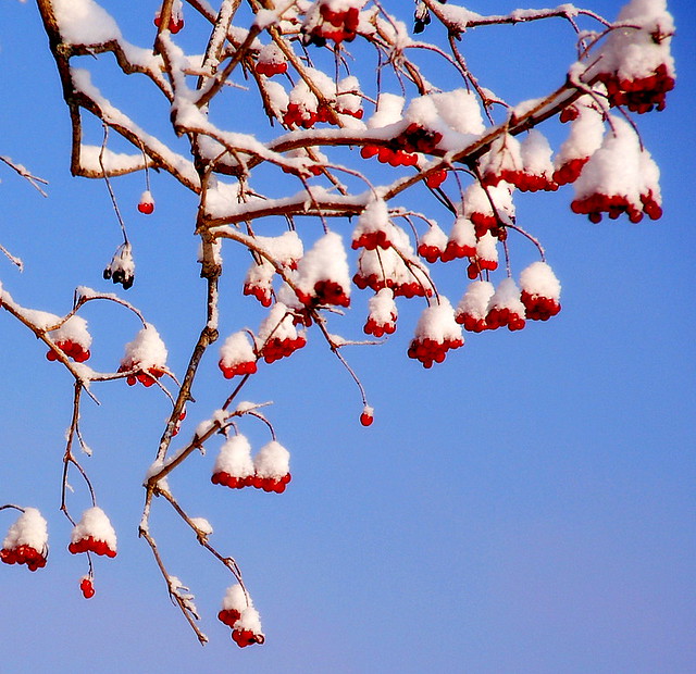 Cherries in the snow aremac Flickr