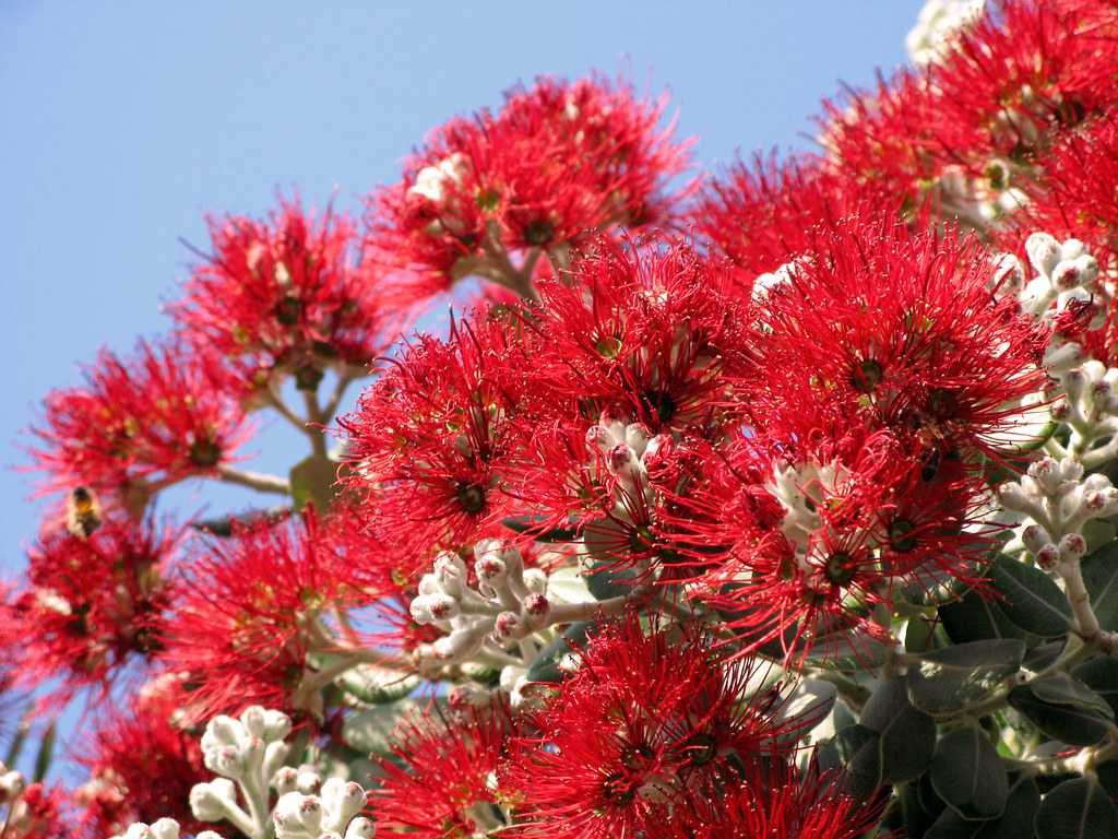 Red Flowers of New Zealand Christmas Tree a photo on Flickriver