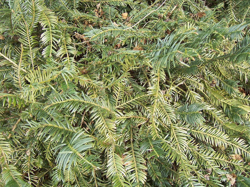 Cephalotaxus harringtonia 'Prostrata' Japanese Plum Yew Phillip