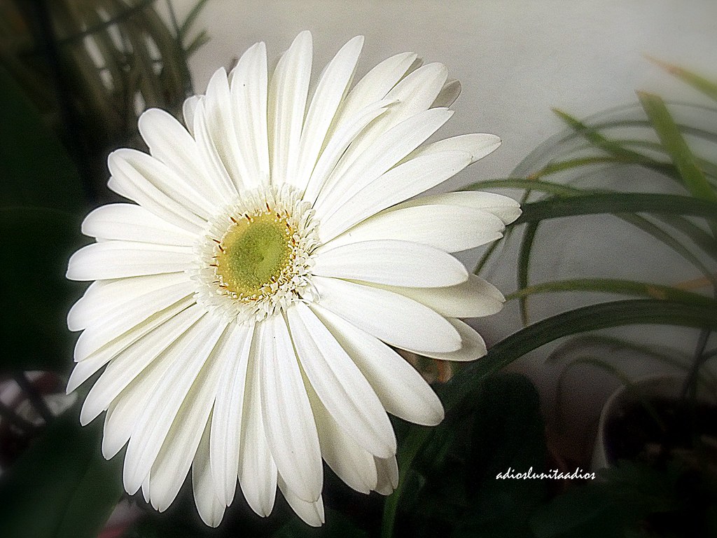 1DSCF1674 Un nuevo comienzo , deshojar la margarita para … Flickr