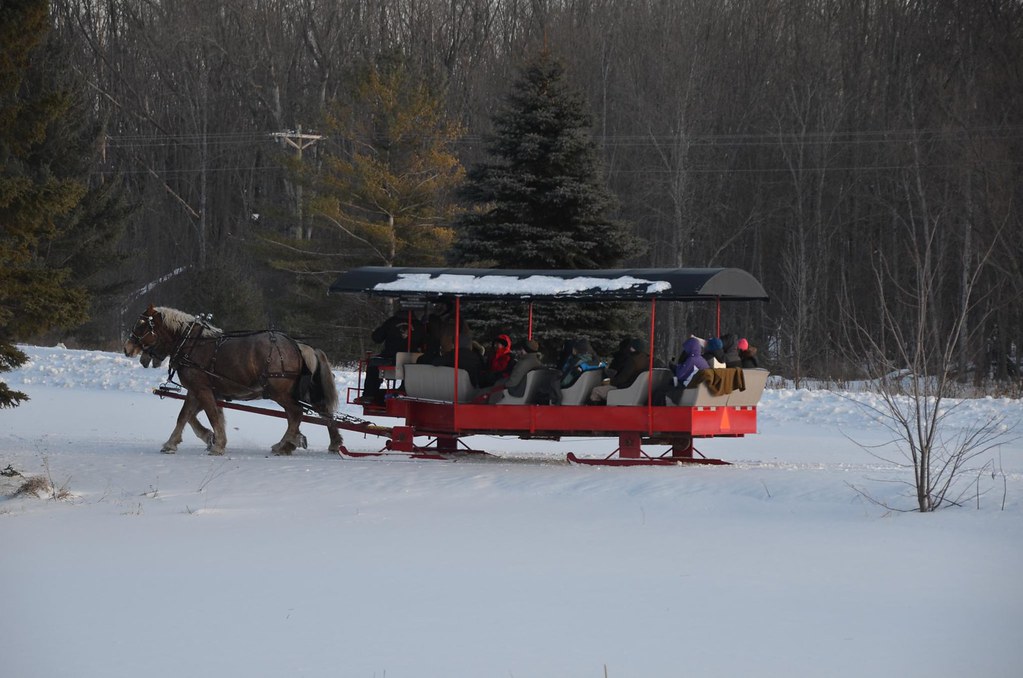 Elk Viewing Sleigh Ride Thunder Bay Resort, Hillman MI Flickr