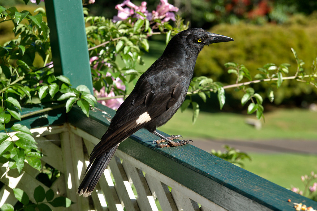 Currawong Pied Currawong Bunya Mountains National Park Tatters Flickr