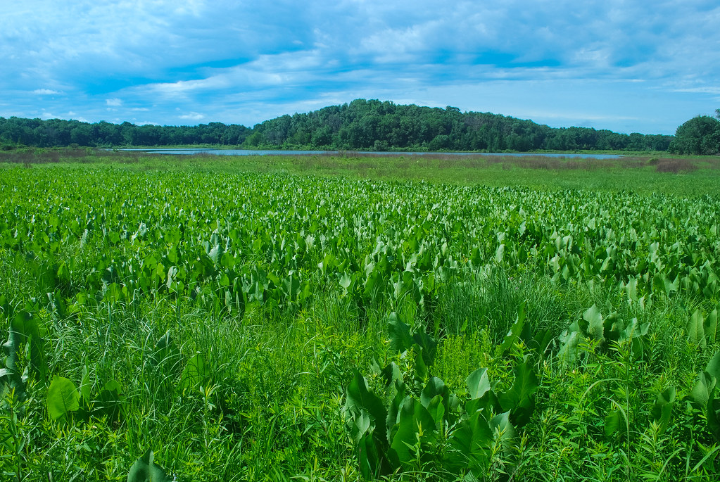 Prairie Dock (Silphium terebinthinaceum) Muir Park Wiscons… Flickr