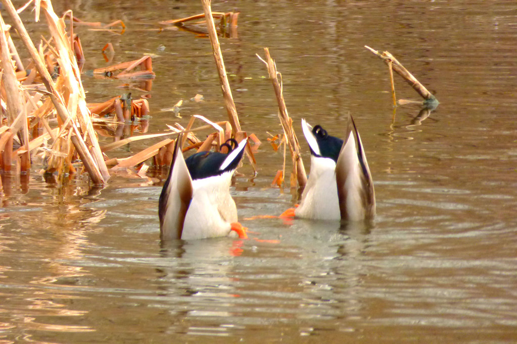 Dive In Mallards eating. Pam Rivera Flickr