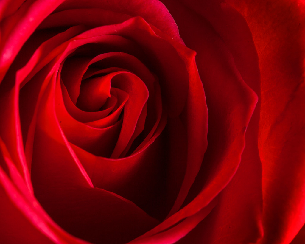 Macro with off camera flash. paul.mckenzie567 Flickr