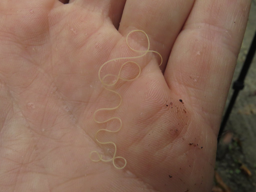 horsehair worm, Nematomorpha WINGS Private Tour to Costa R… Flickr