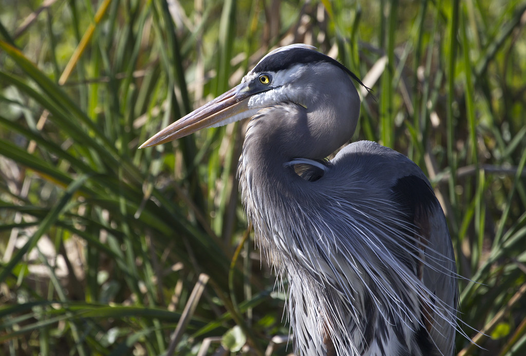 great blue heron bird Viera Wetlands Melbourne Florida Flickr