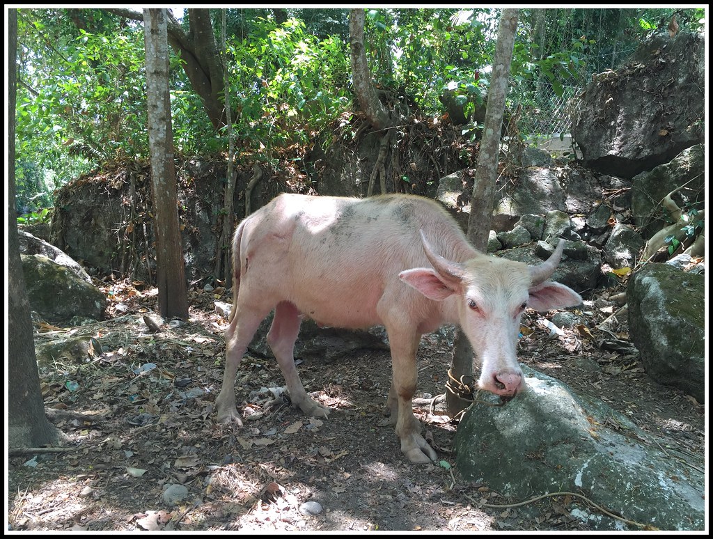 Albino Carabao It's a rare sight. If there are white peopl… Flickr