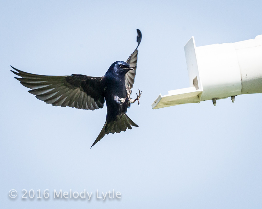 Purple Martin Purple Martin male, Hornsby Bend Treatment P… Flickr