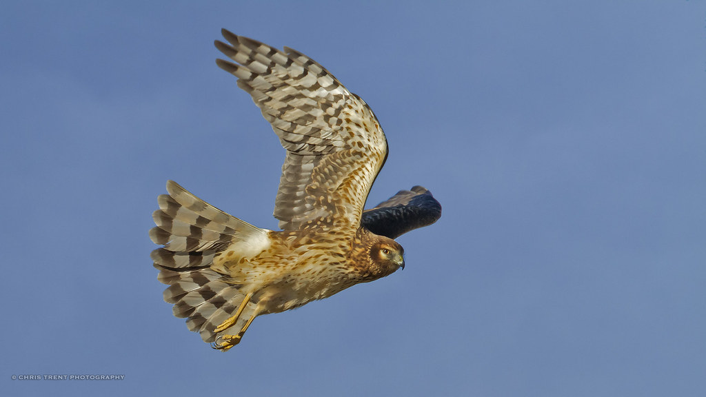 20160108_137966_Northern Harrier CT_Imagery Flickr