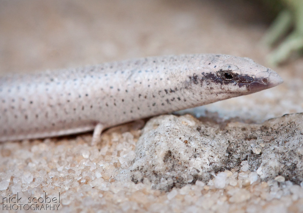 Florida Sand Skink Plestiodon (Neoseps) reynoldsi An
