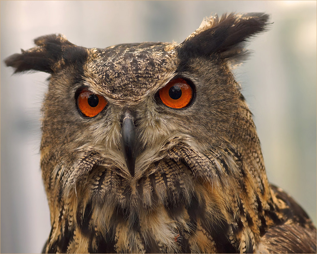 European Eagle Owl (Bubo bubo) The Eurasian Eagle Owl or s… Flickr