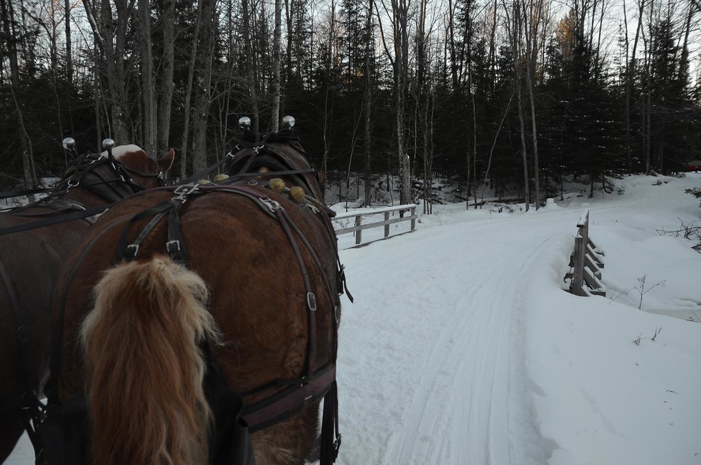 Elk Viewing Sleigh Ride Thunder Bay Resort, Hillman MI Flickr
