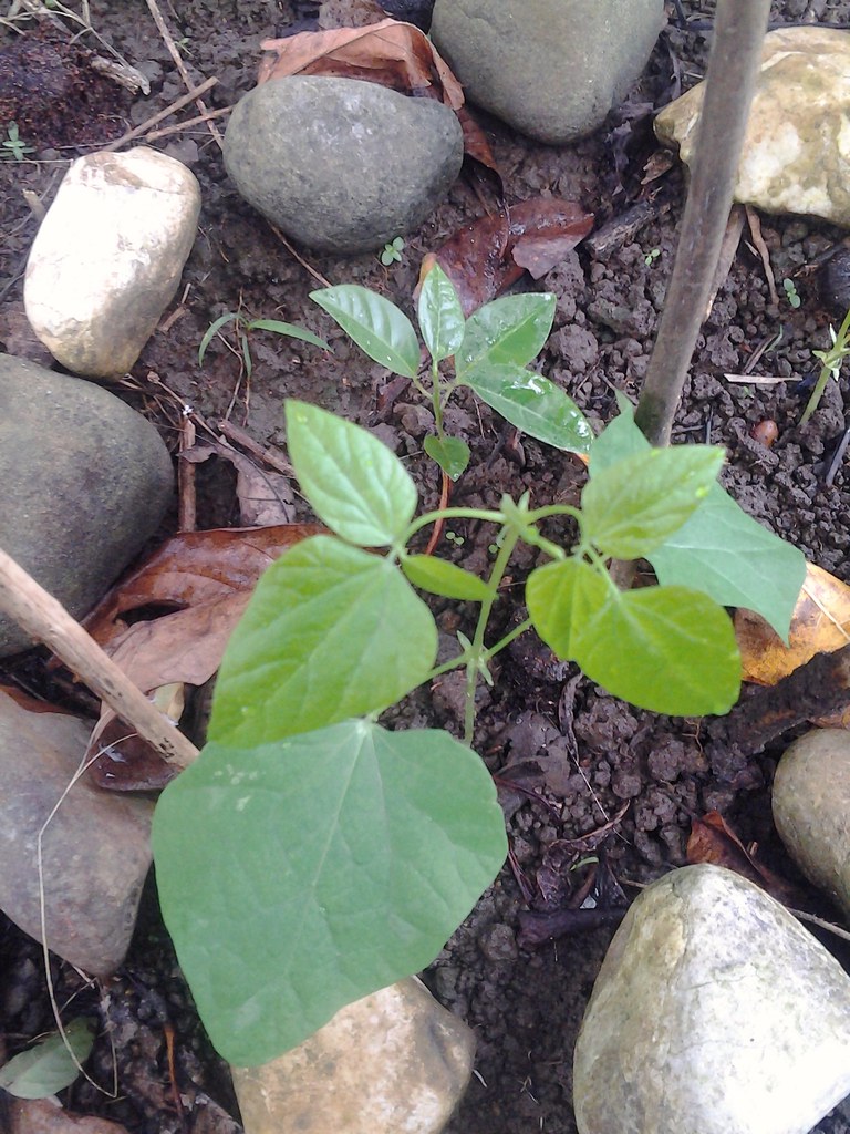 Kalamismis vine also known as sigarillas and pagulong. Flickr