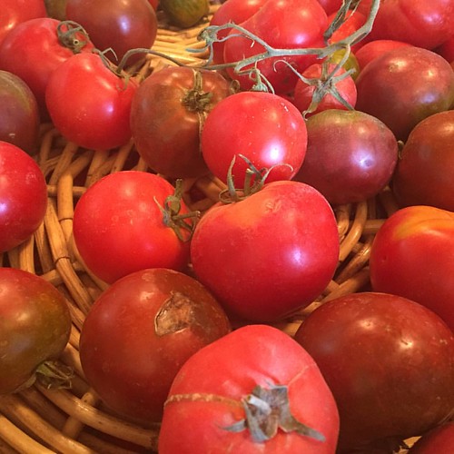 Heirloom tomatoes, Yuma Garden Company yuma Arizona Flickr