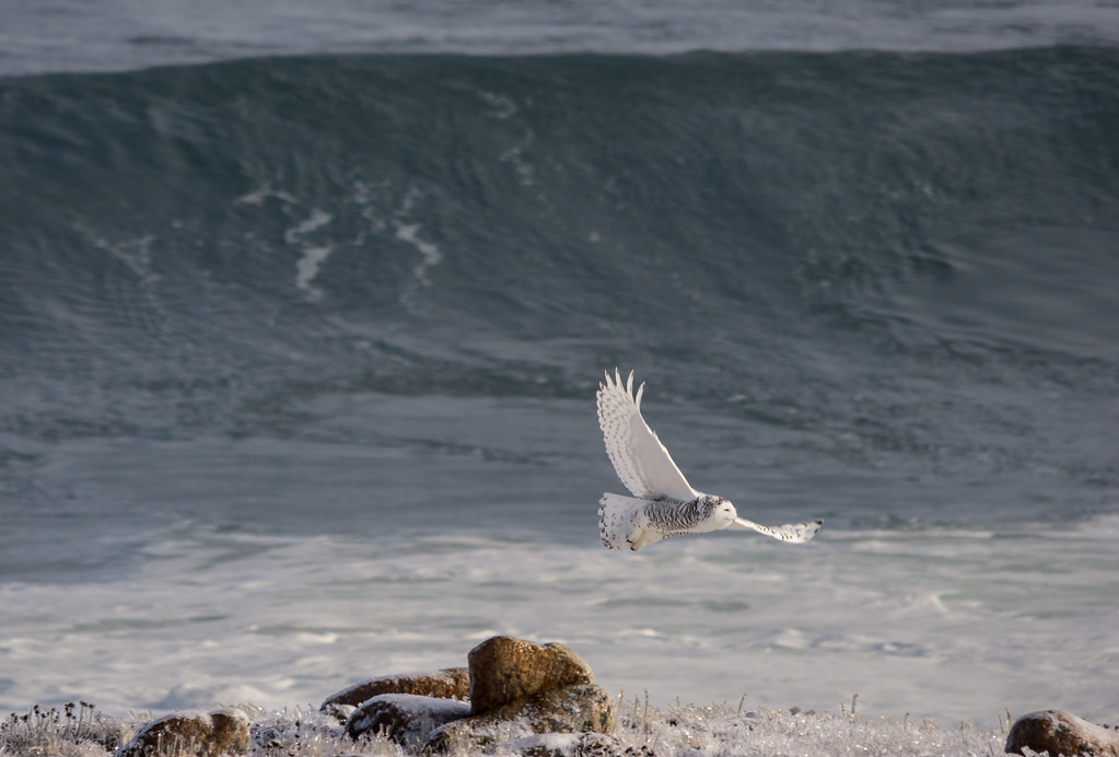 Snowy Owl, Deadman's Bay, NL, Feb 20163440 Barry Hall Flickr