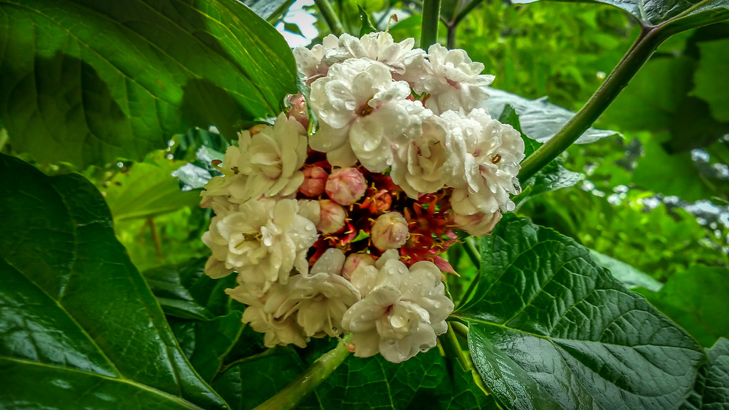 Chickona Mysore Mallige Flower Images