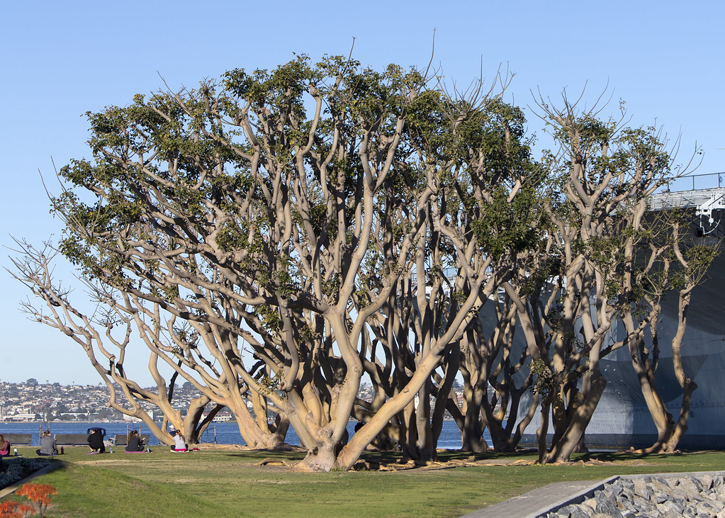 Grove of Trees_San Diego_9752 Cluster of Trees in San Dieg… Flickr
