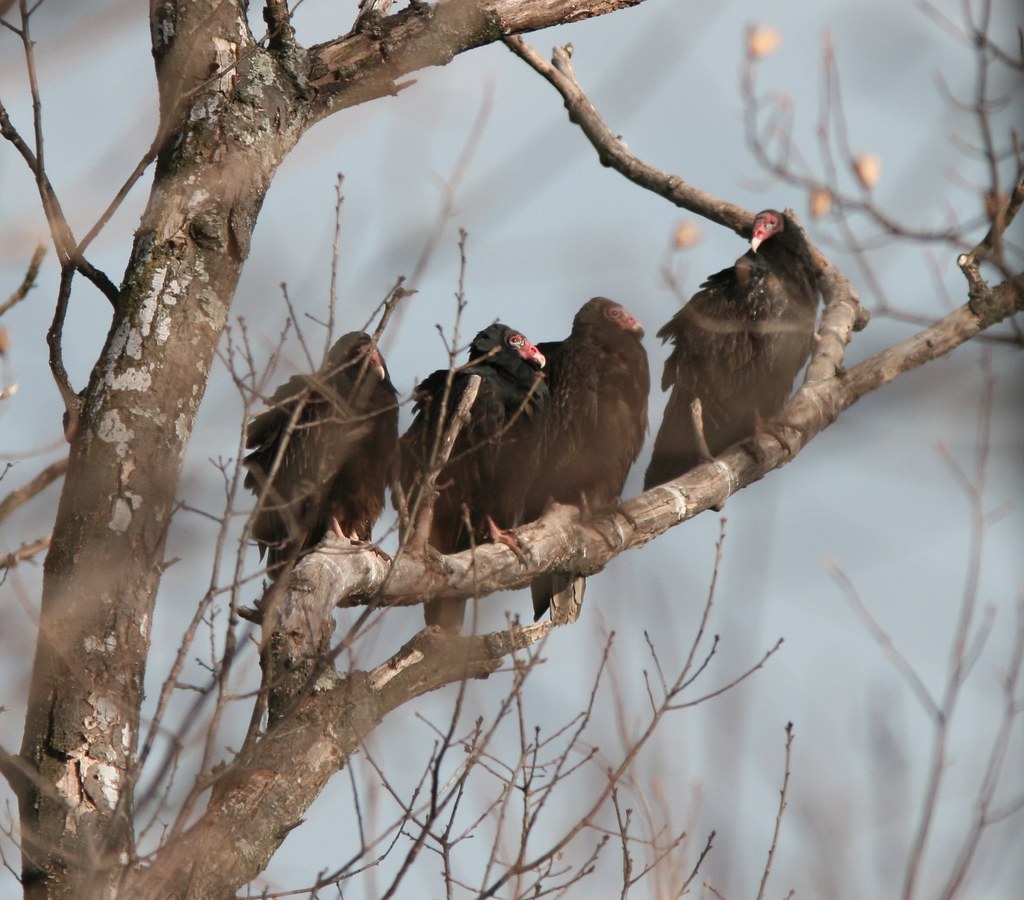 Turkey Vultures, Gettysburg, Pennsylvania, January 2007 Flickr