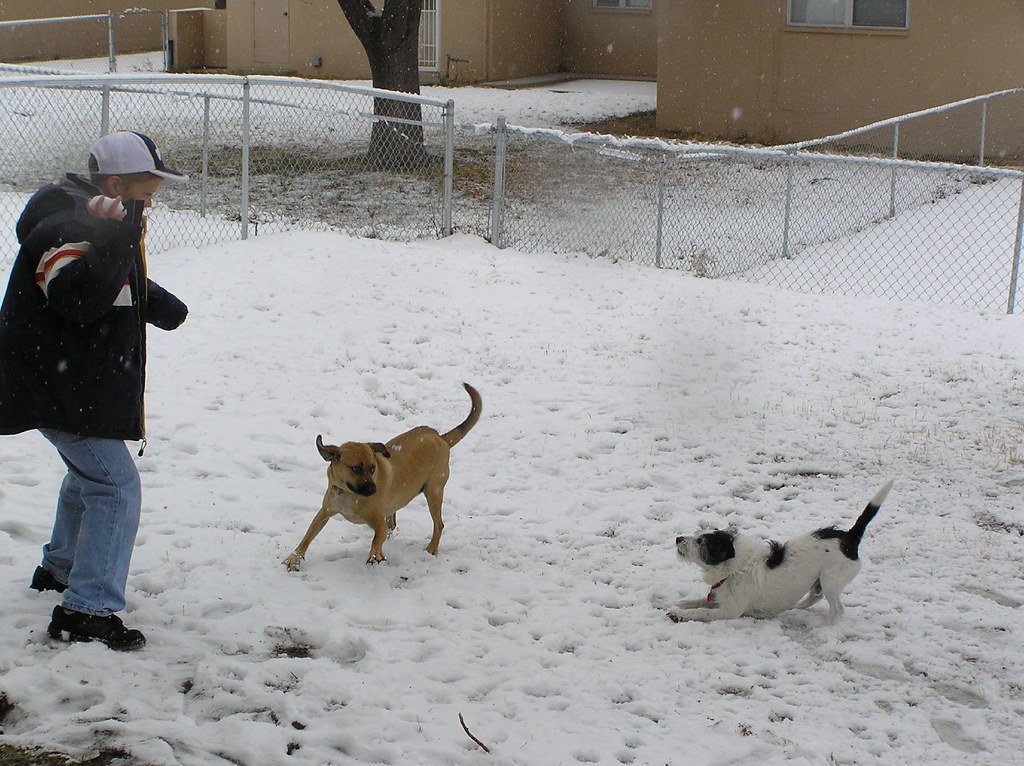 Dogs Chasing snowballs SoCalFan Flickr