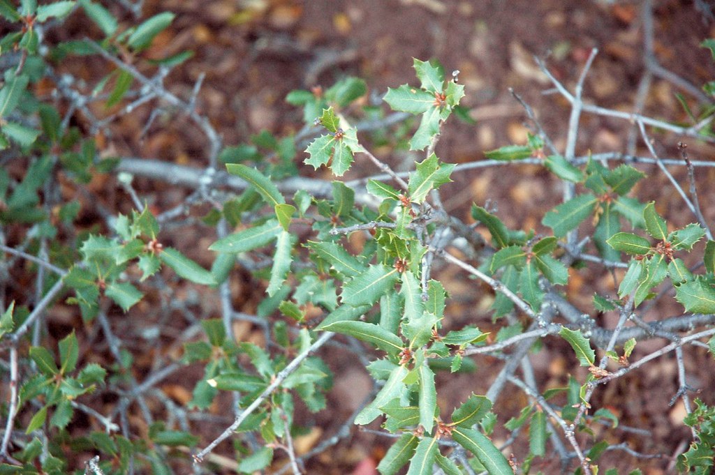 Scrub oak a photo on Flickriver
