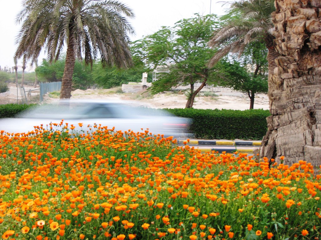 Roadside flowers Kuwait Flickr
