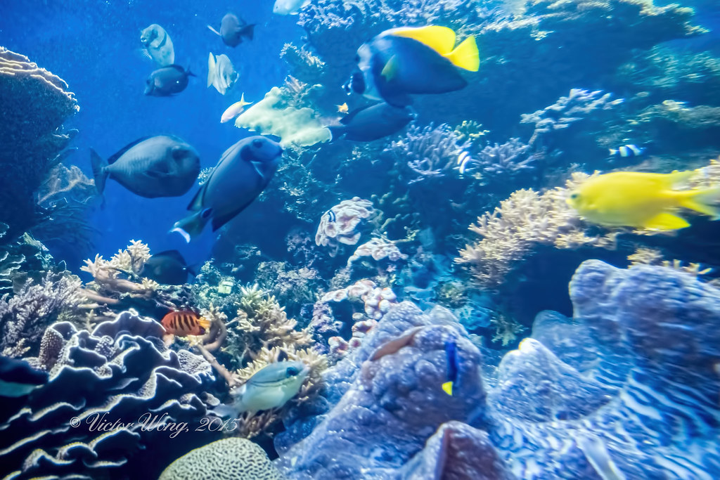 Tropical fish At Waikiki Aquarium Tropical fish display.… Flickr