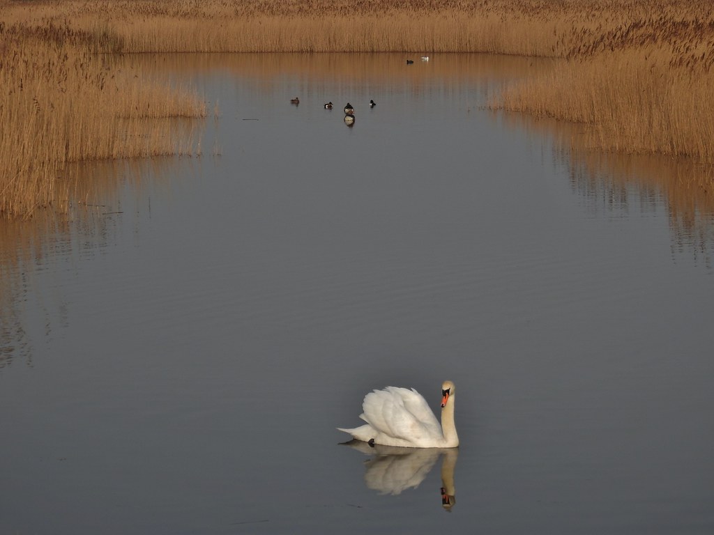 Swillington Ings near Leeds, Yorkshire, England March 20… Flickr