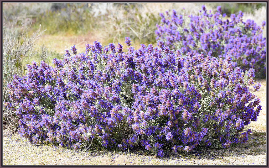 Purple Desert Sage A big and fine smelling bush of some ve… Flickr