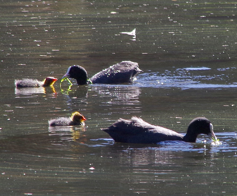 Coots, Mussel Pool, Whiteman Park, near Perth, WA, 03/04/1… Flickr