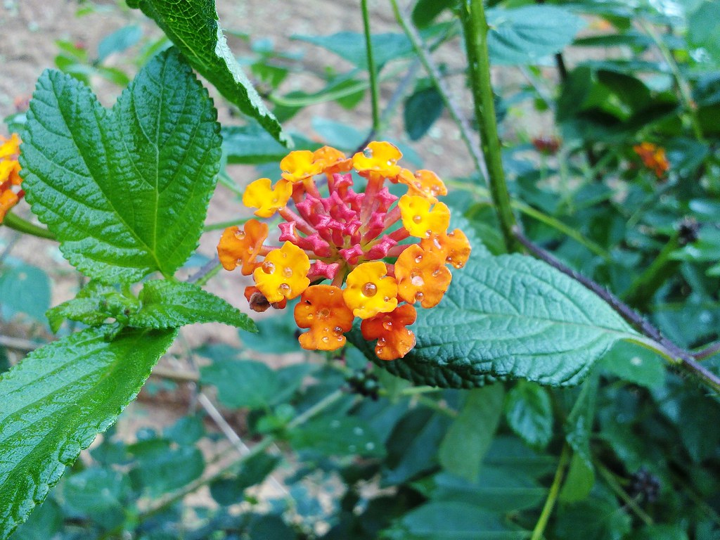 kapuru flower Flowers asinthas Flickr