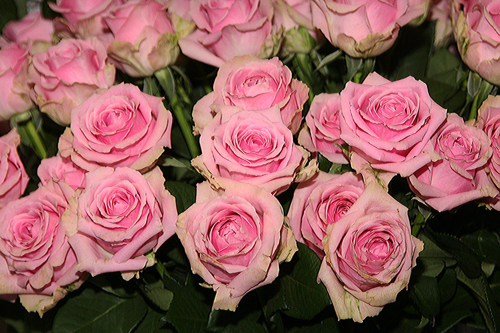 Roses, Kuekenhof Gardens, Amsterdam, April2016 (116) Flickr