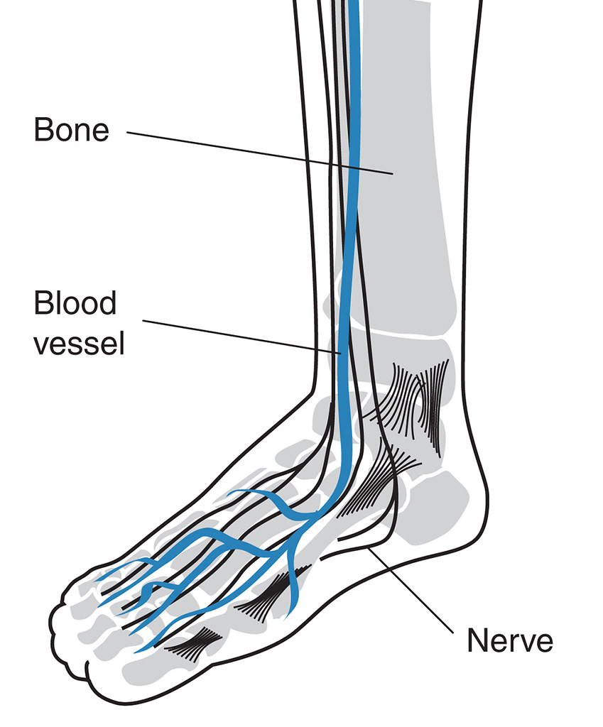 Drawing of a foot showing blood vessels, bones, and nerves