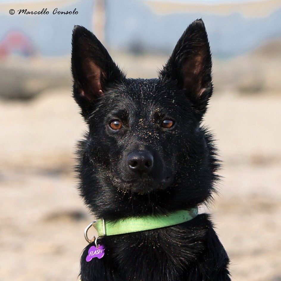 Black River Kennel Flashdance Australian Kelpie 8 months Flickr