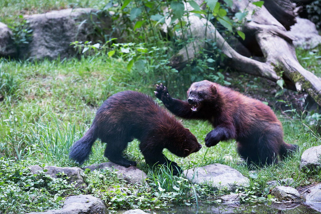 Wolverines A picture, I've made during a visit at Tierpark… Flickr