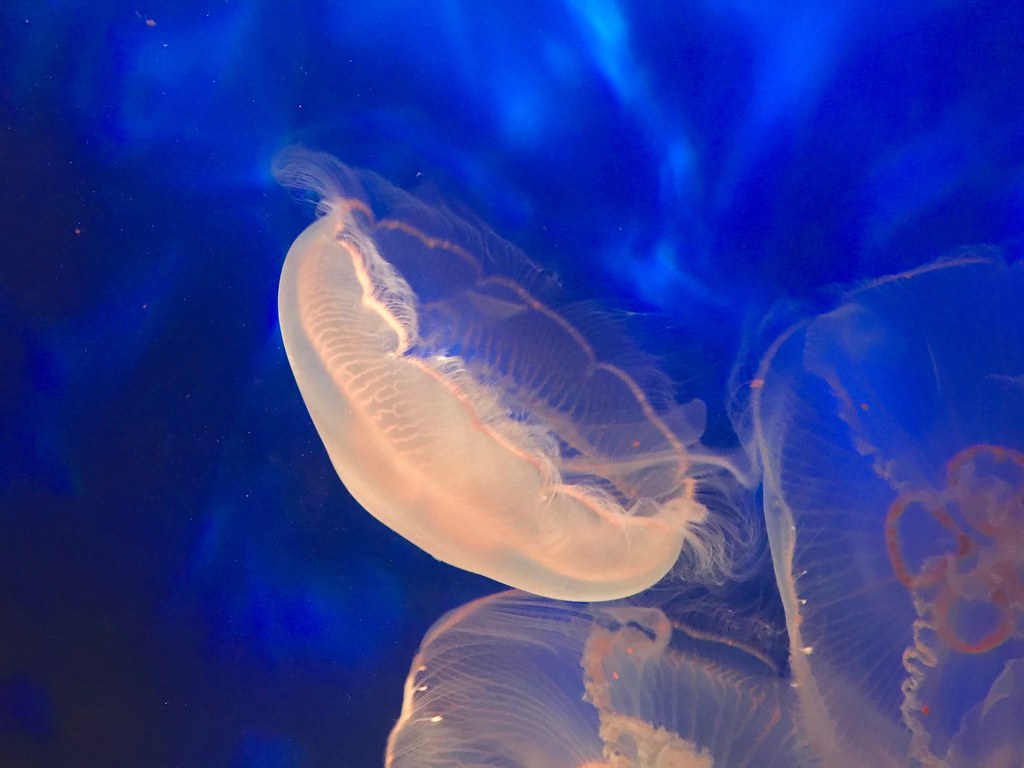 Alluring Jelly fish The beauty and Grace of the humble jel… Flickr