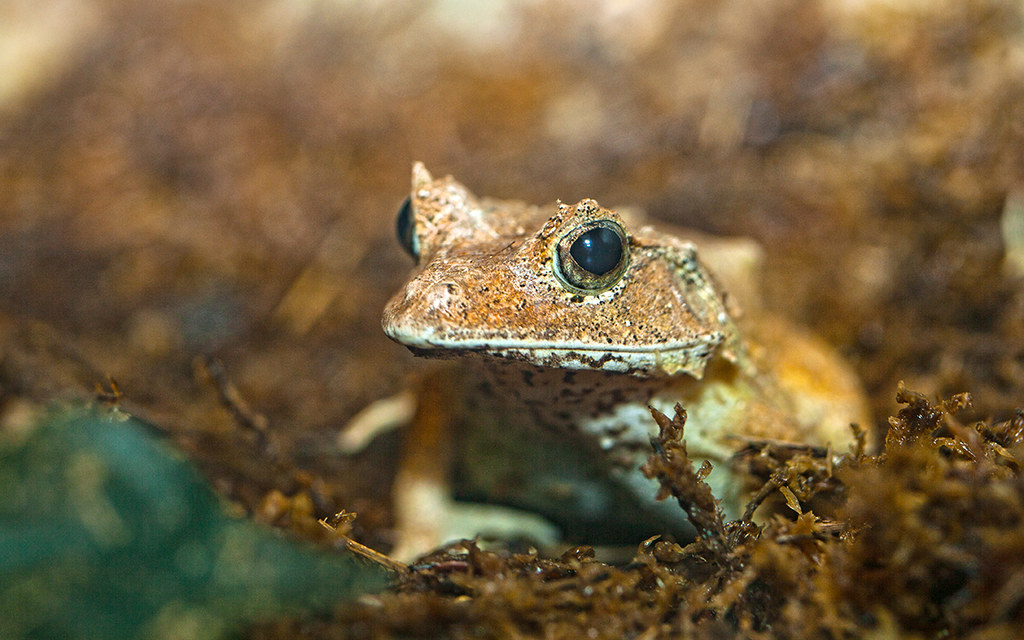 Solomon Island leaf frog The Solomon Island leaf frog, nat… Flickr