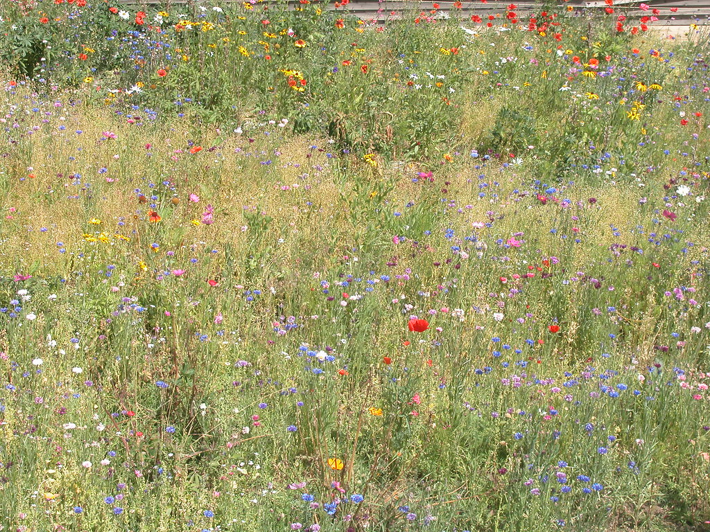 20070902 35 Silver Plume, CO David Wilson Flickr