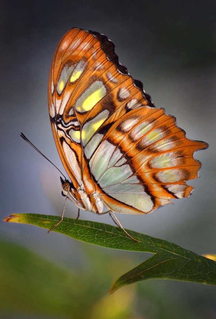 Sun catcher A butterfly catches some rays at Butterfly Jun… Flickr