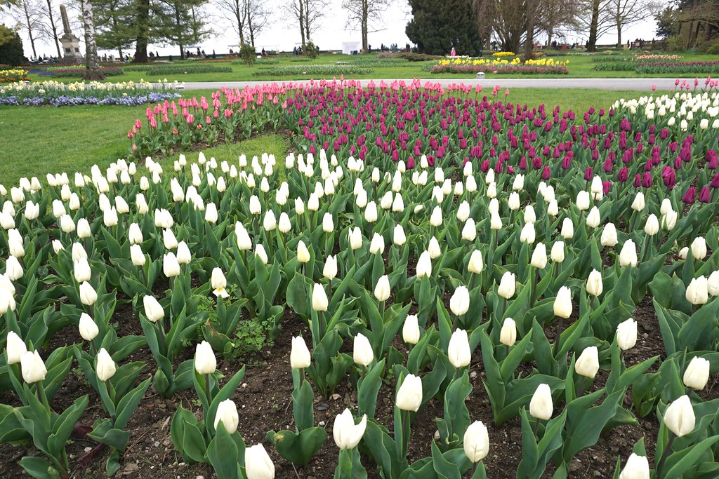 Tulip Festival sineid2009 Flickr