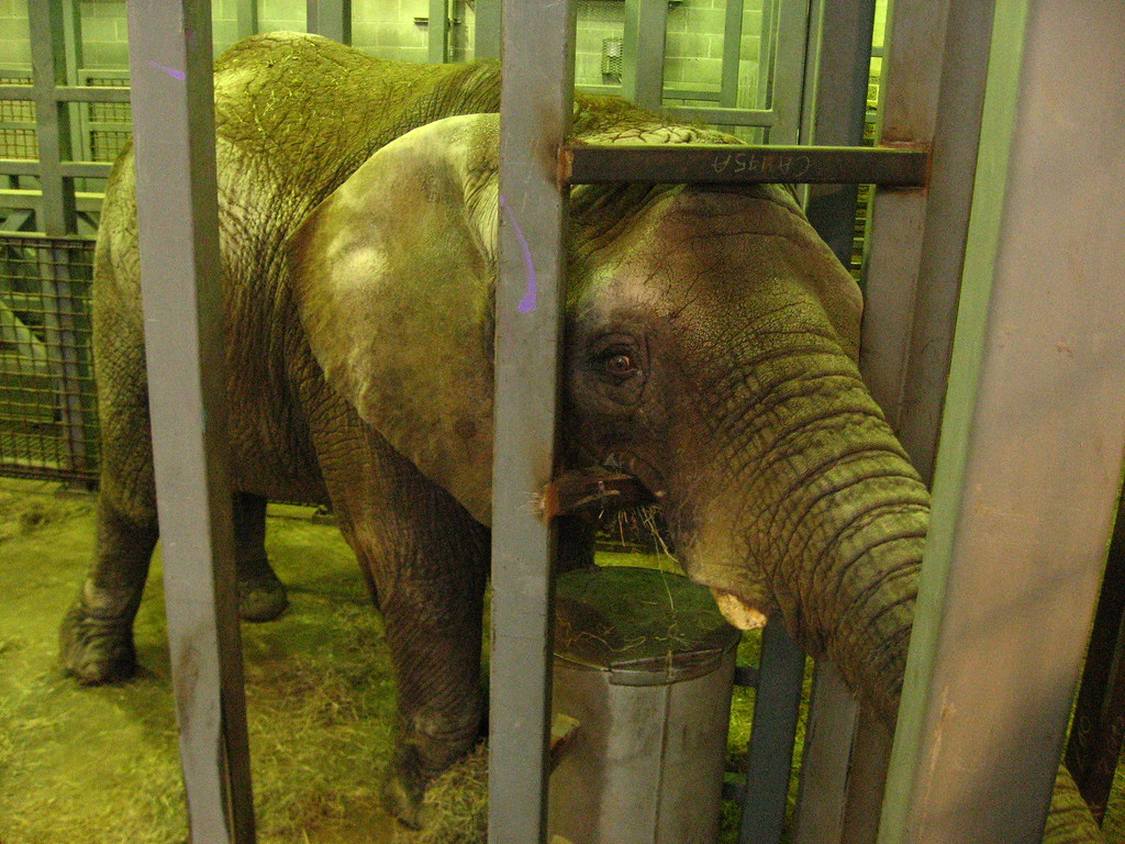 Alaska Zoo Maggie the Elephant Sarah Diaz Flickr