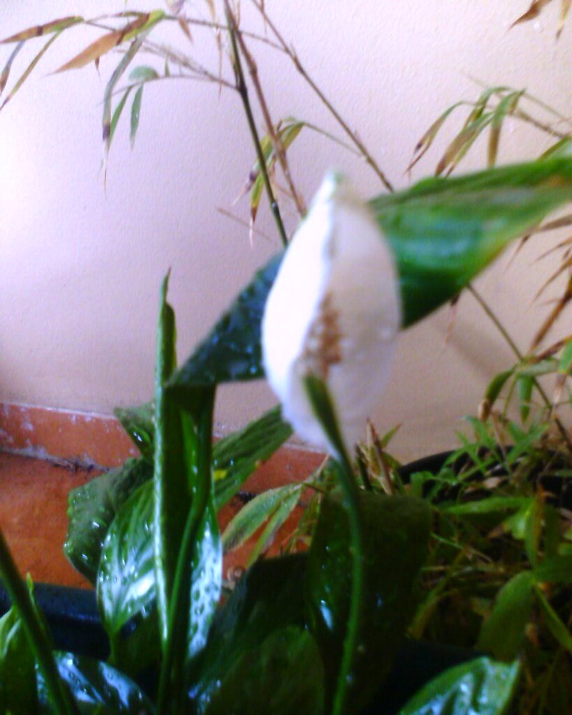 How To Keep Flowers Alive Without Water / How to keep your indoor