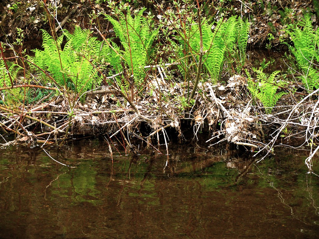 Early Spring Ferns. Brierly Brook, NS. Ian Bryson Flickr