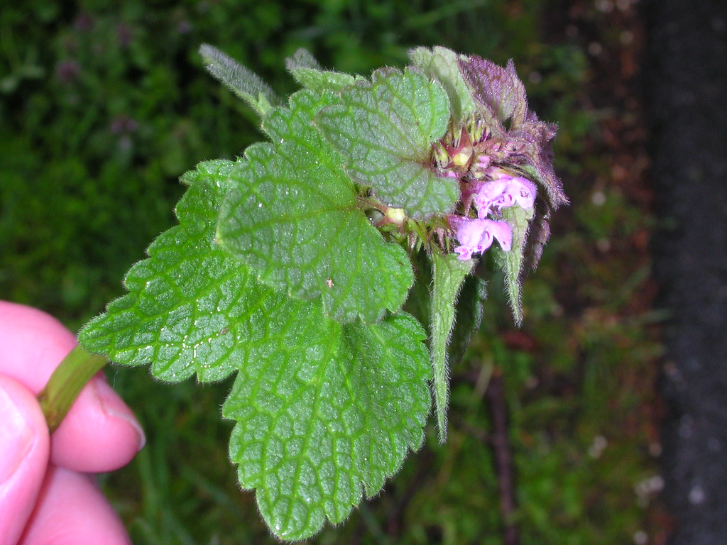 Dead nettle Lamium purpureum Dead nettle Lamium purpureum … Flickr