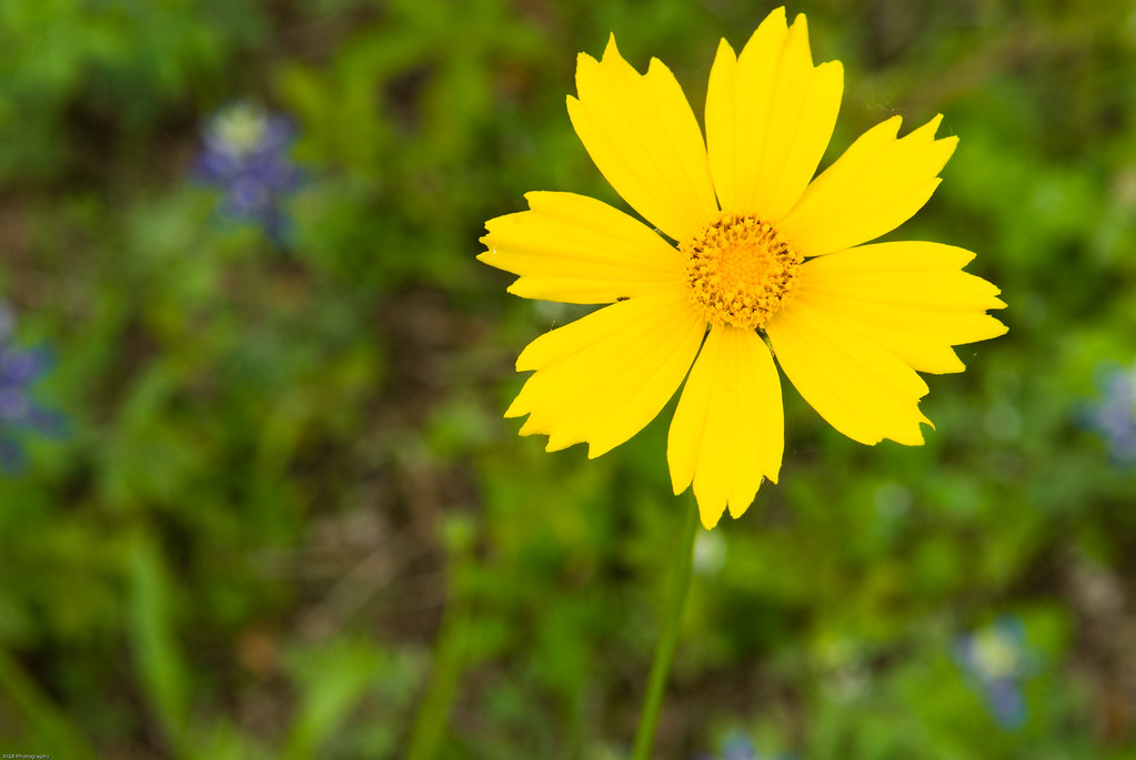 Wildflowers (3) Texas wild flowers M&R Glasgow Flickr