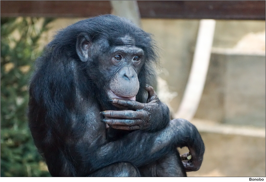 Bonobo Besuch des zoologisch botanischen Gartens "Wilhelm… Flickr