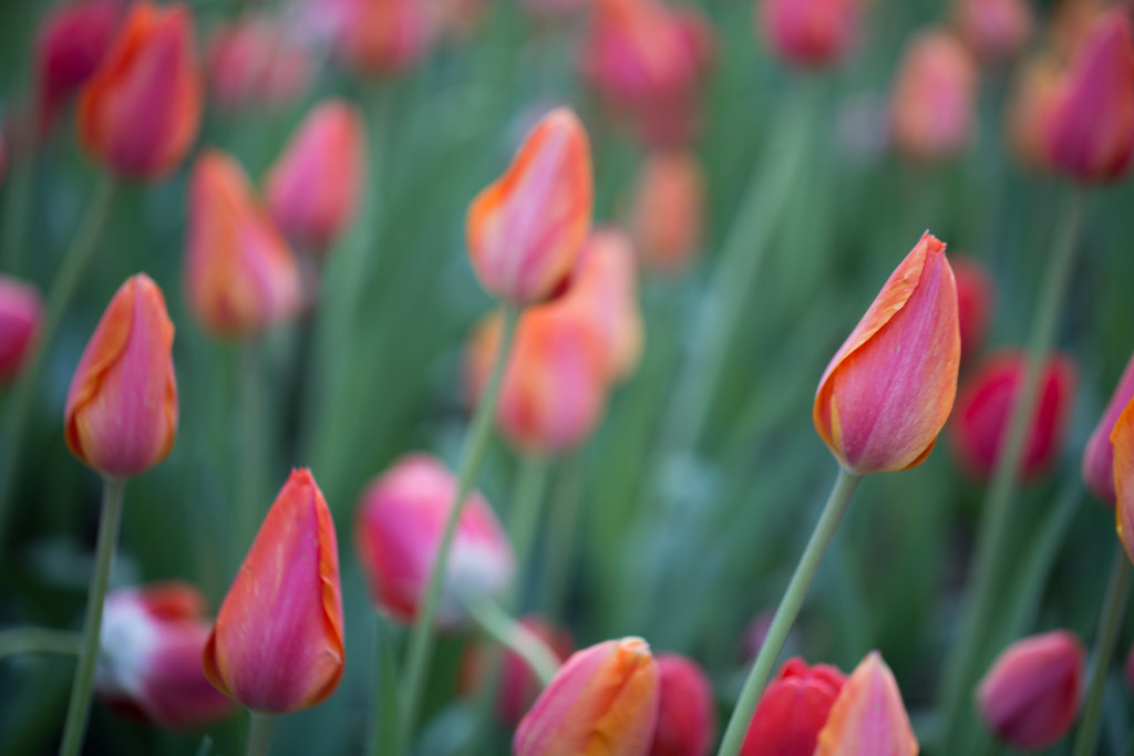 Tulips Garvan Woodland Gardens Hot Springs, AR. super*dave Flickr