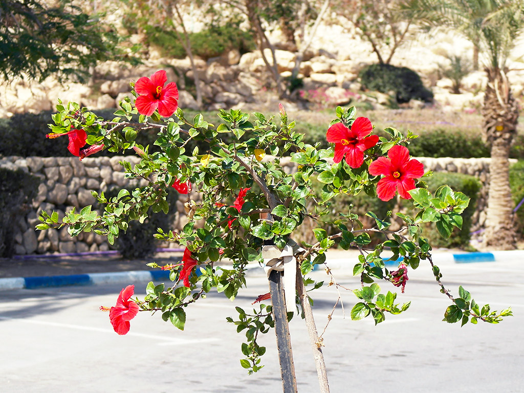 Dead Sea, Israel Hibiscus tree in Ein Bokek, Dead Sea, Isr